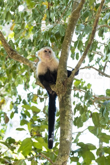 White-headed Capuchin