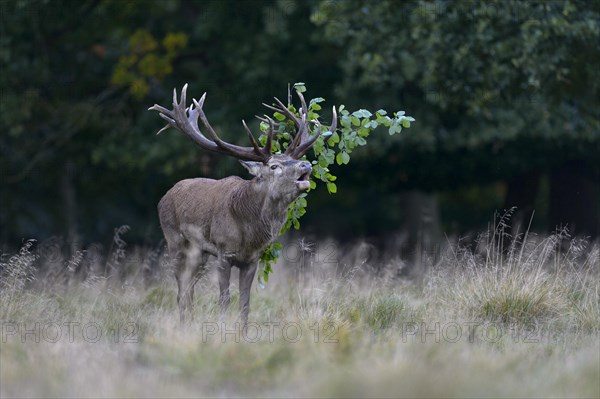 Red deer