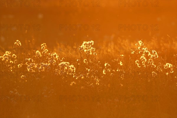 Backlit thistle seeds