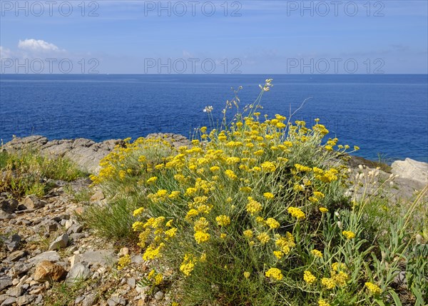 Helichrysum stoechas