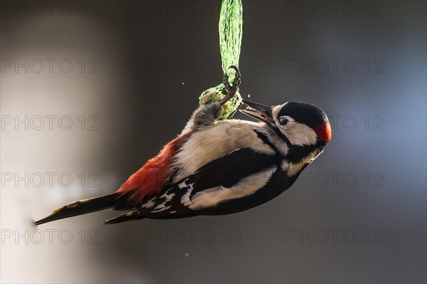 Great Spotted Woodpecker