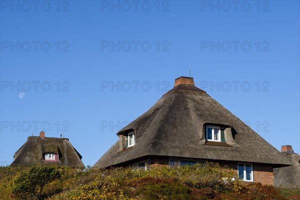 Typical Frisian houses with thatched roofs in the dunes of Hornum