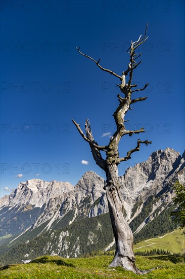 Durrer tree in front of blue sky on a mountain meadow with Zugspitze
