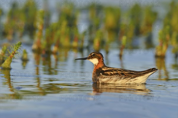 Red-necked Phalarope