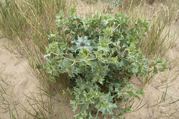 Beach thistle