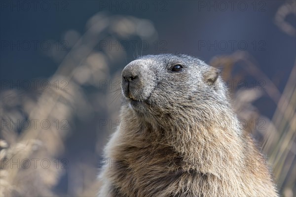 Alpine marmot