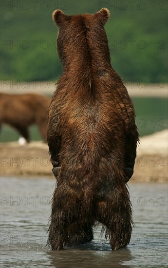 Brown bear