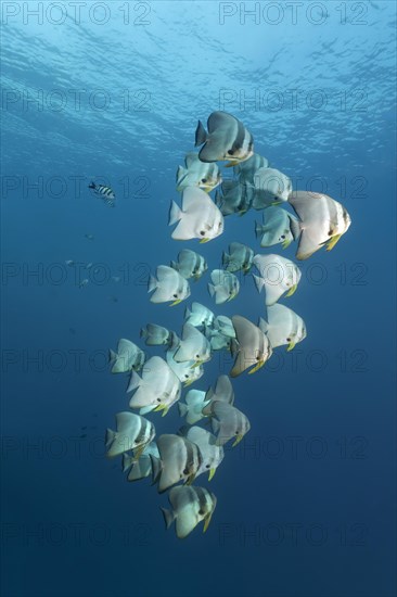 Longfin batfish