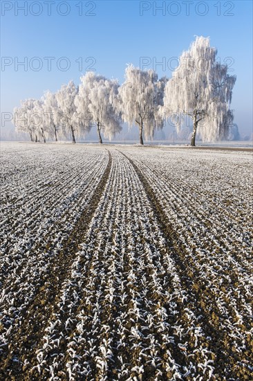 Field with furrows in front of birch trees
