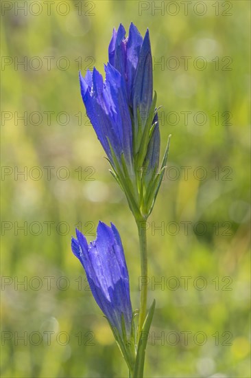 Marsh gentian