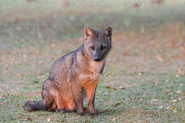 Crab-eating Fox