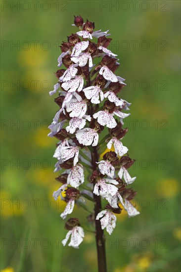 Blooming Lady Orchid