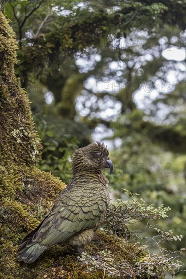 Kea