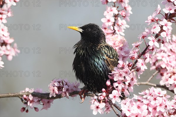 Starling