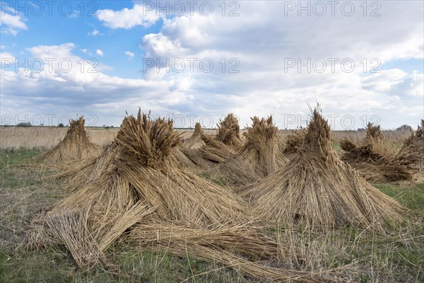 Reed cones