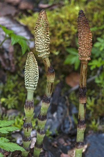 Fertil sterm of field horsetail