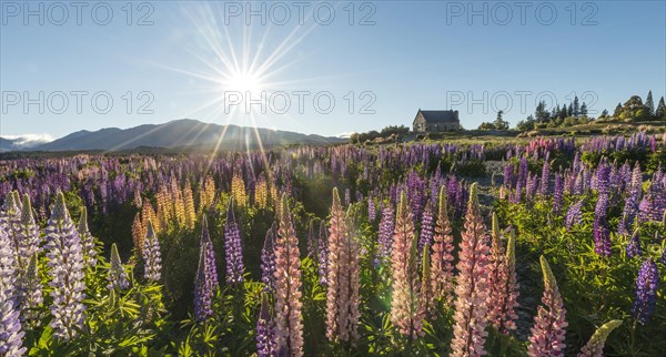 Sun shining through colorful Large-leaved lupines