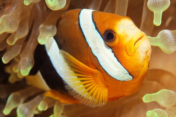 Clark's anemonefish