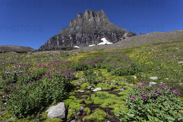 Blooming wildflowers at Hidden Lake Trail