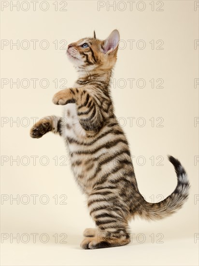 Pedigree cat Toyger