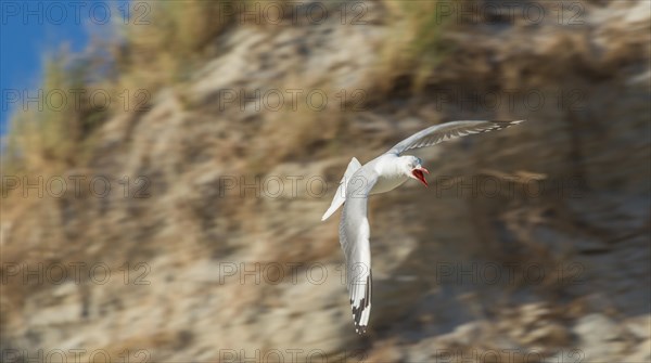 Black-headed Gull