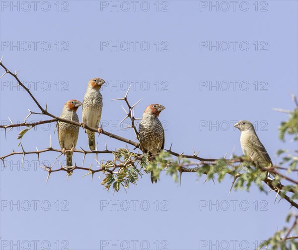 Red-headed finch or red-headed weaver