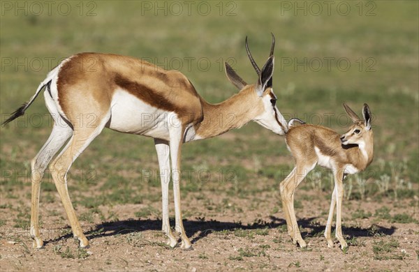 Springboks