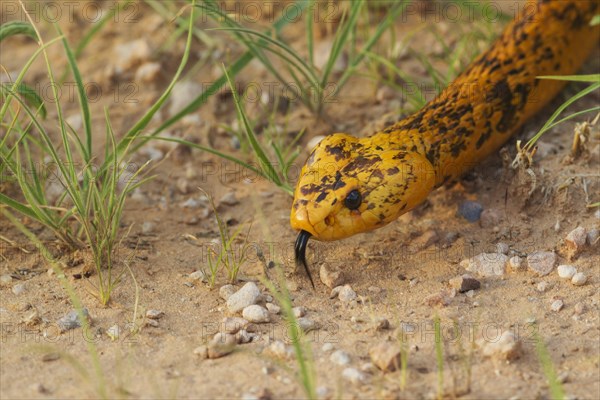 Cape Cobra