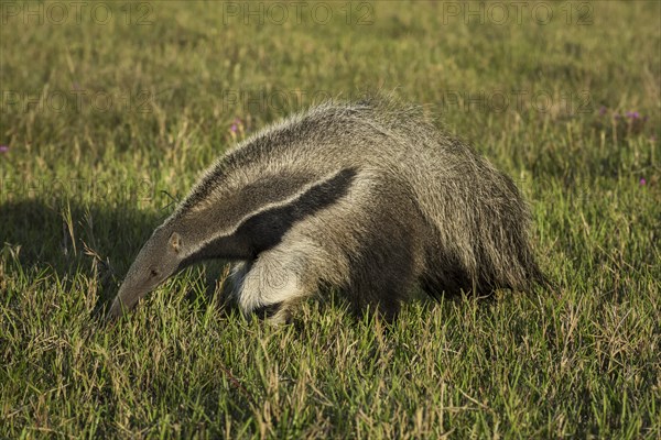 Giant anteater