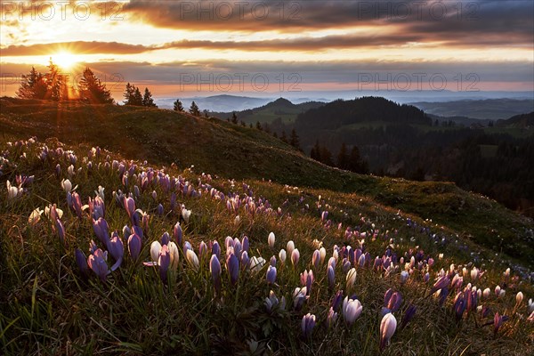 Alpine meadow with flowering crocuses