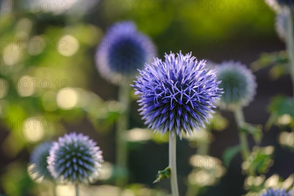 Blue flower of the globe thistle