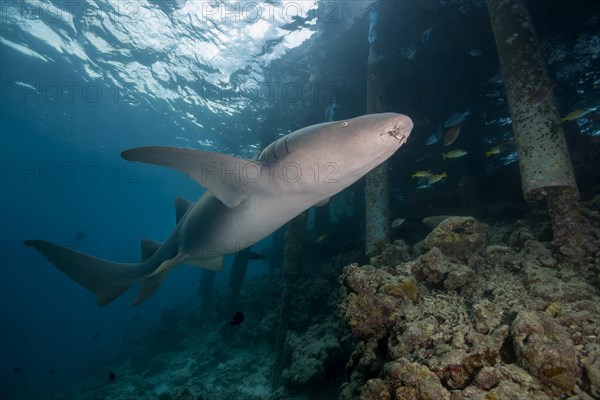 Tawny nurse shark