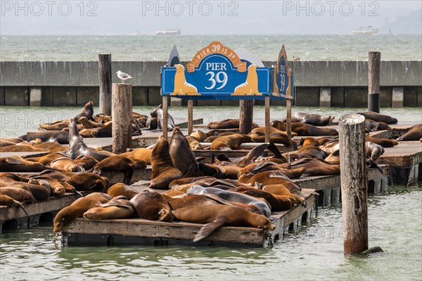 California sea lions