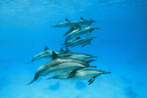 Pod of Spinner Dolphins