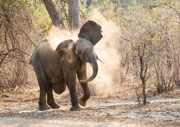 African elephant