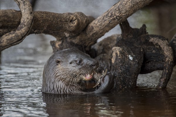 Neotropical otter