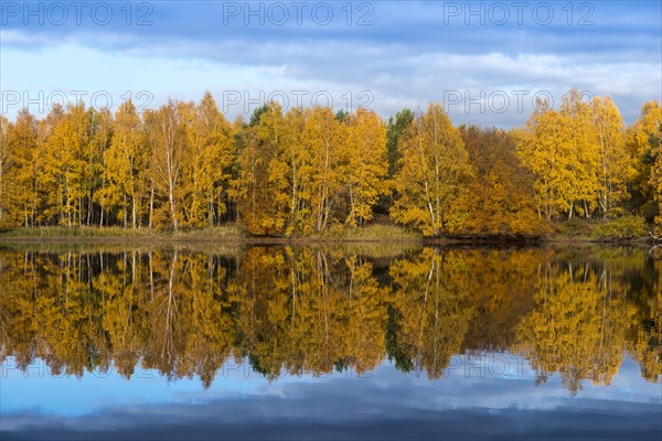 Colourfully coloured autumn forest