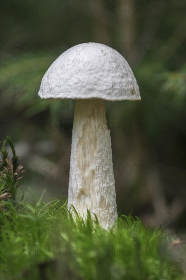 Birch bolete