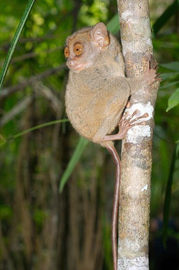 Philippine tarsier