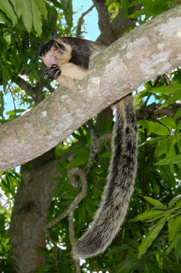 Malabar giant squirrel