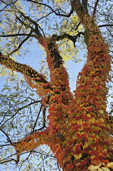 Boston ivy