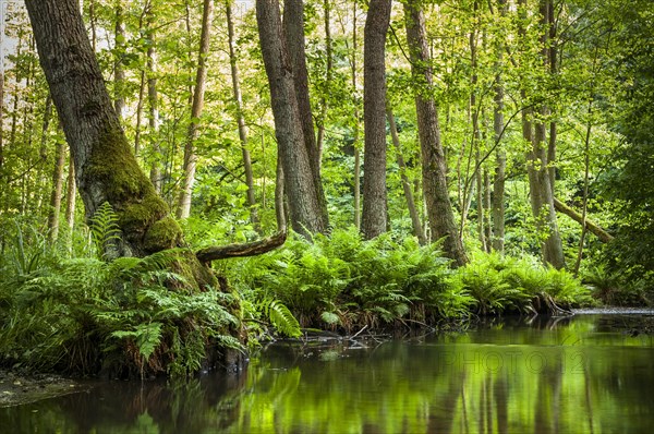 Streambed of The Schlaube River with ferns