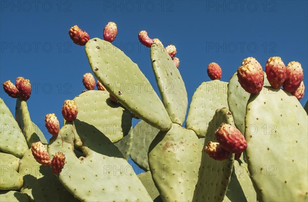 Prickly pear