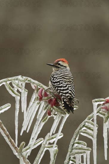 Ladder-backed Woodpecker