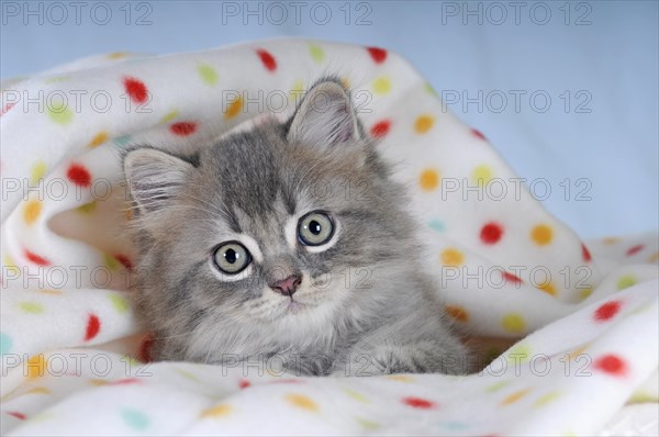 Persian cat