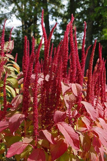 Red flowers and red leaves