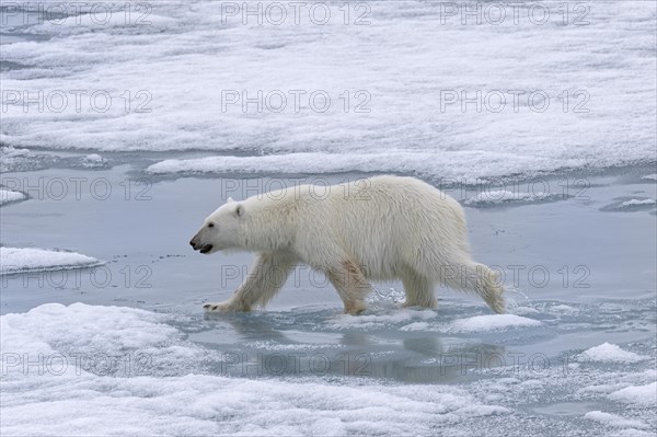 Polar bear