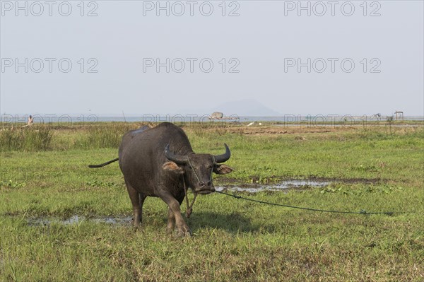 Water buffalo