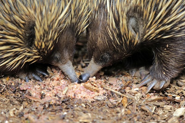 Short-beaked echidna