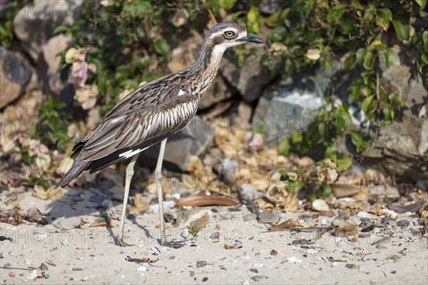 Bush stone-curlews